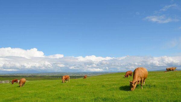 €14.2m in payments for farmers in National Beef Welfare Scheme